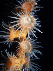 Nemanthus nitidus (sea anemone). (f/8, 1/80, ISO-200, 42m... by E&e Lp 